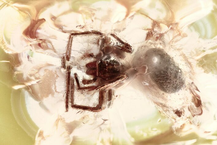 Detailed Fossil Spider (Araneae) In Baltic Amber #315338